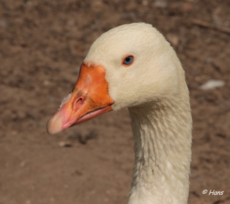 IMG_1515 bewerkt.JPG - Dierenrijk  2013